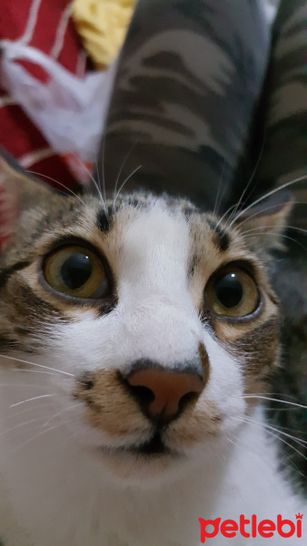 Tekir Kedi, Kedi  Dobby fotoğrafı