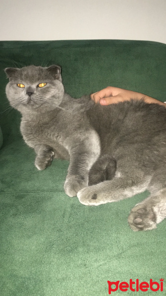 Scottish Fold, Kedi  Mia fotoğrafı