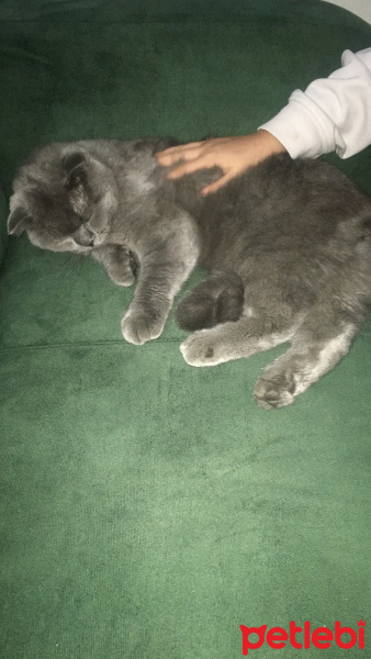 Scottish Fold, Kedi  Mia fotoğrafı