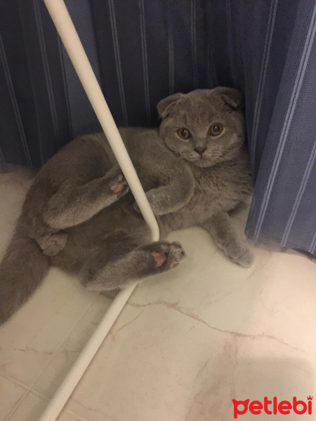 Scottish Fold, Kedi  Ciko fotoğrafı