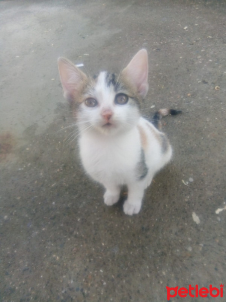 Tekir Kedi, Kedi  Minnoş fotoğrafı