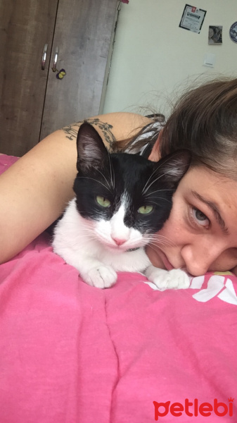 Tekir Kedi, Kedi  Lokum fotoğrafı