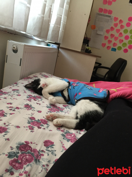 Tekir Kedi, Kedi  Lokum fotoğrafı