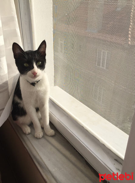 Tekir Kedi, Kedi  Lokum fotoğrafı