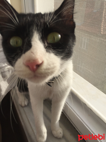 Tekir Kedi, Kedi  Lokum fotoğrafı