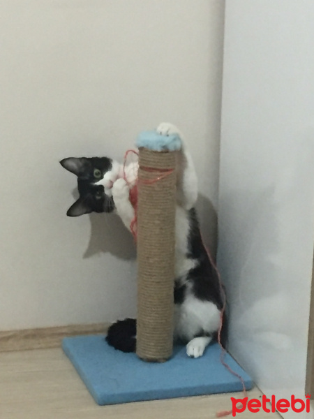 Tekir Kedi, Kedi  Lokum fotoğrafı