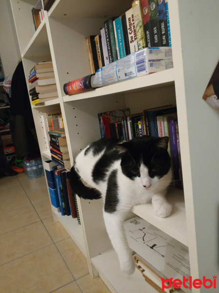 Tekir Kedi, Kedi  Çarşı fotoğrafı