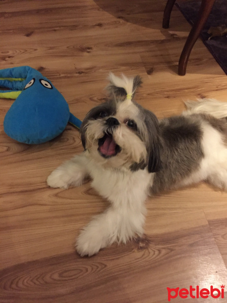 Shih Tzu, Köpek  MUGU fotoğrafı