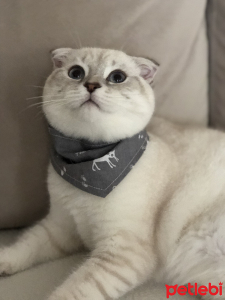 Scottish Fold, Kedi  çiroz fotoğrafı