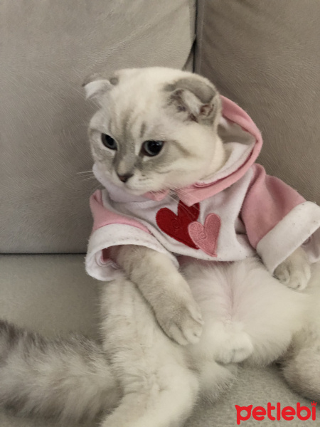 Scottish Fold, Kedi  çiroz fotoğrafı
