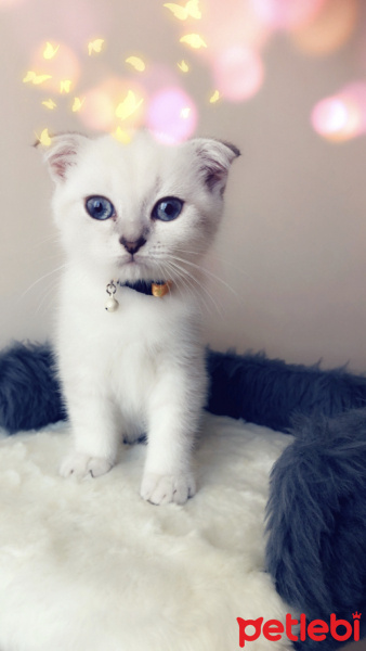 Scottish Fold, Kedi  çiroz fotoğrafı