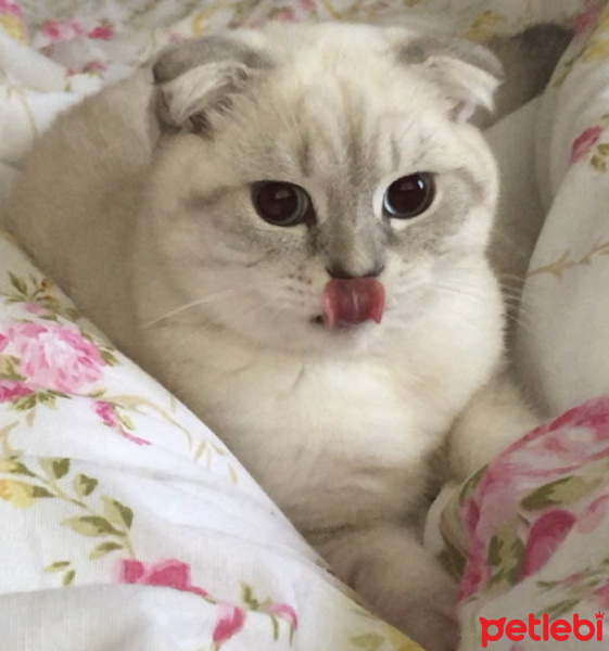 Scottish Fold, Kedi  çiroz fotoğrafı