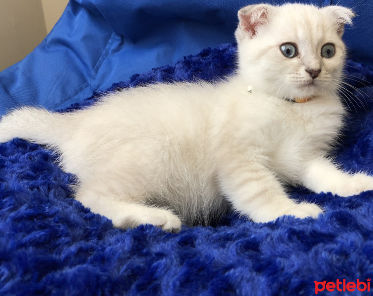 Scottish Fold, Kedi  çiroz fotoğrafı