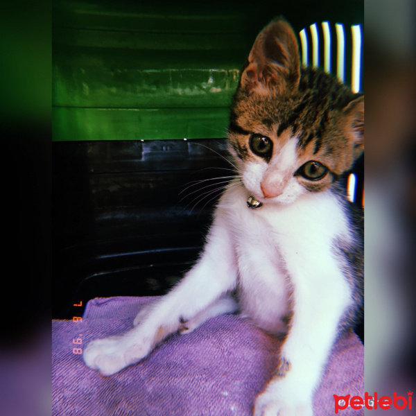 Tekir Kedi, Kedi  Turşu fotoğrafı