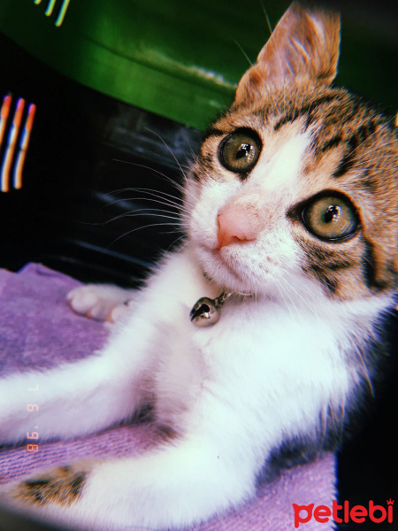 Tekir Kedi, Kedi  Turşu fotoğrafı