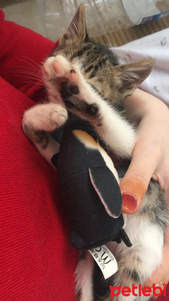 Tekir Kedi, Kedi  Turşu fotoğrafı