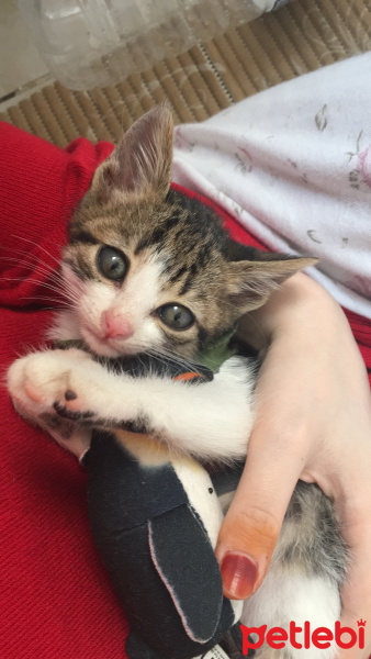 Tekir Kedi, Kedi  Turşu fotoğrafı