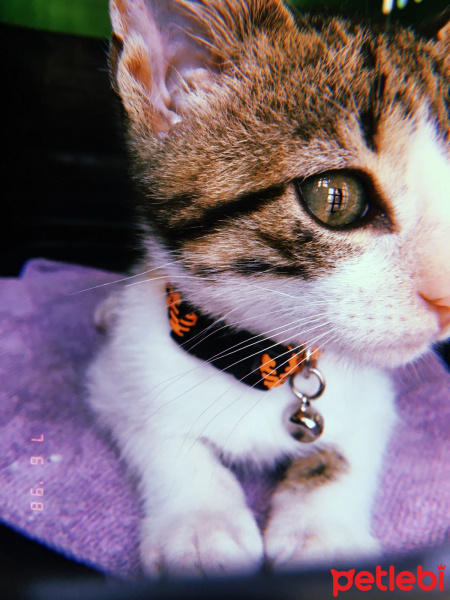 Tekir Kedi, Kedi  Turşu fotoğrafı