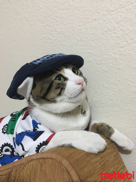 Tekir Kedi, Kedi  Turşu fotoğrafı