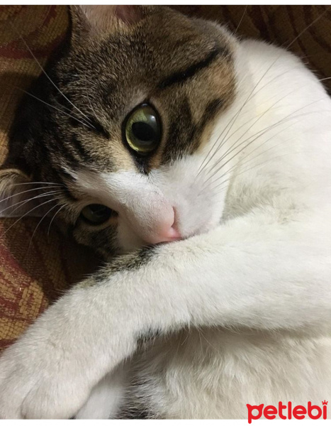 Tekir Kedi, Kedi  Turşu fotoğrafı