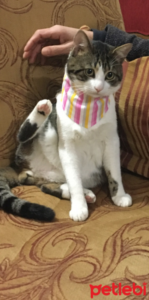 Tekir Kedi, Kedi  Turşu fotoğrafı