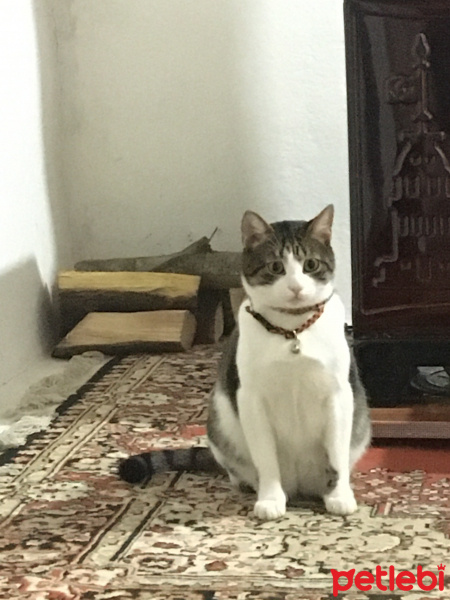 Tekir Kedi, Kedi  Turşu fotoğrafı