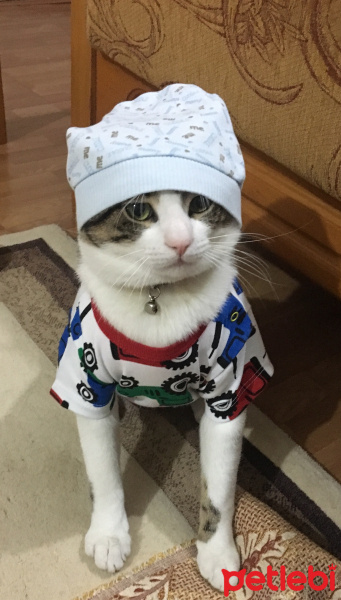Tekir Kedi, Kedi  Turşu fotoğrafı