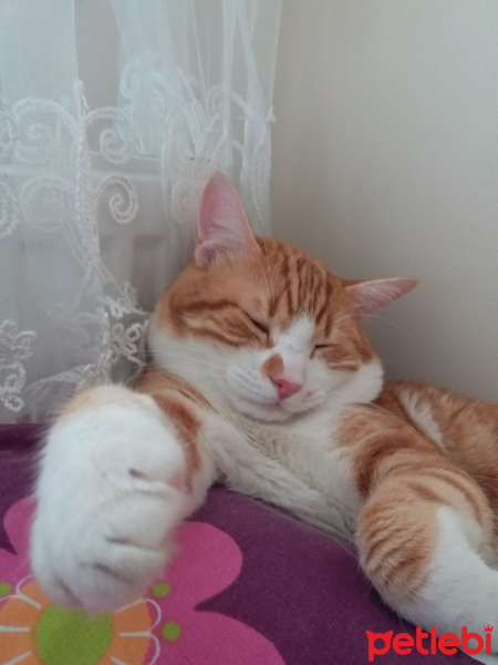 Sarman, Kedi  Mini fotoğrafı