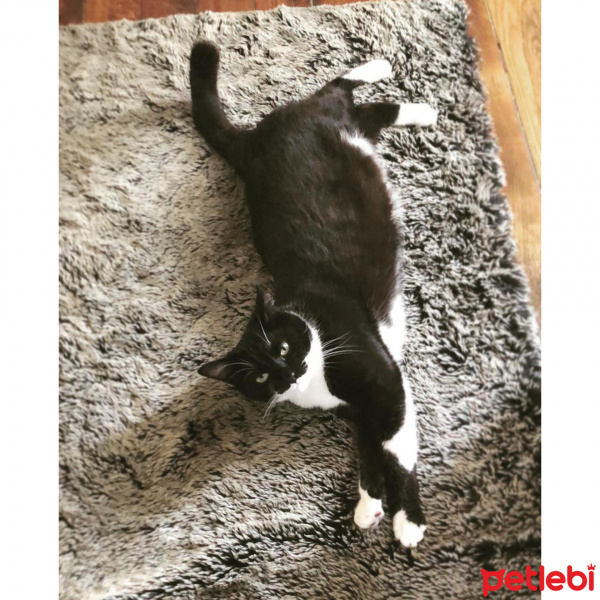 Tuxedo (Smokin) Kedi, Kedi  Kasım fotoğrafı