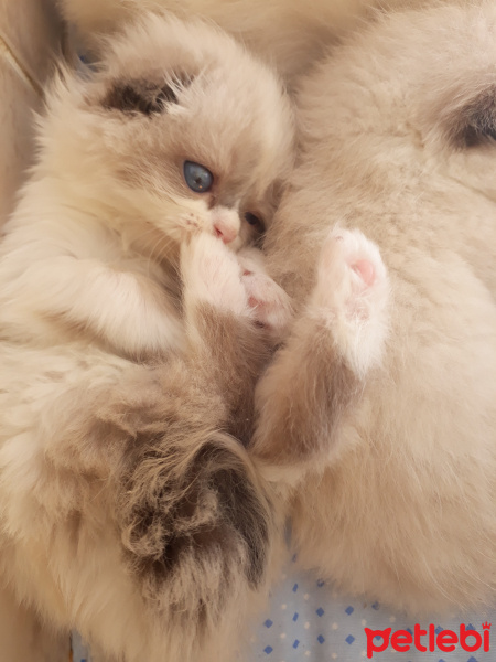Scottish Fold, Kedi  Lady fotoğrafı