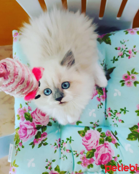 Scottish Fold, Kedi  Lady fotoğrafı