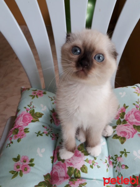 Scottish Fold, Kedi  Lady fotoğrafı