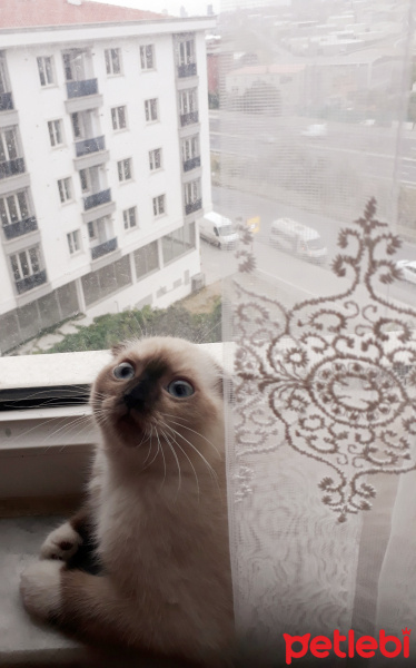 Scottish Fold, Kedi  Lady fotoğrafı