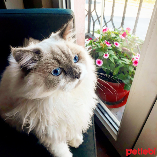 Scottish Fold, Kedi  Lady fotoğrafı