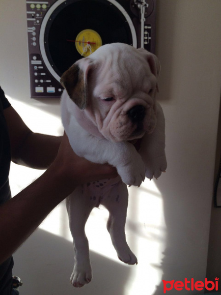 İngiliz Bulldog, Köpek  Piglet fotoğrafı