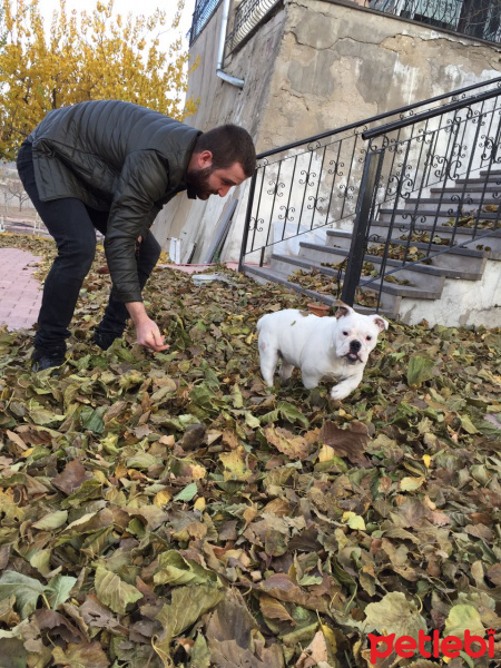 İngiliz Bulldog, Köpek  Piglet fotoğrafı