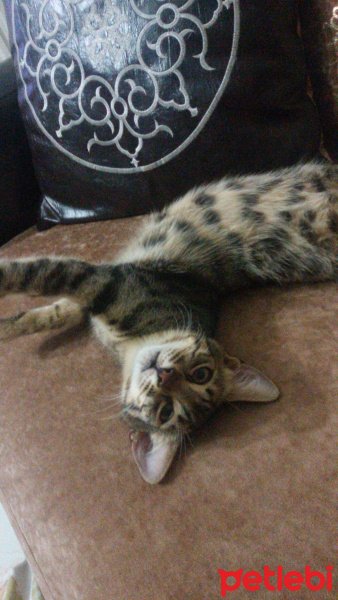 Tekir Kedi, Kedi  Bella fotoğrafı