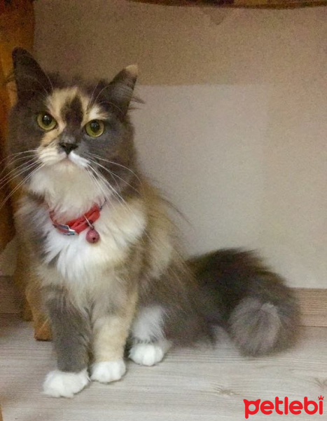 Chinchilla, Kedi  SOFİA fotoğrafı