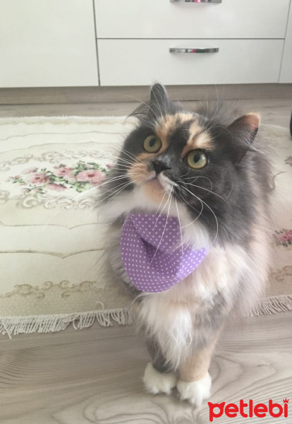 Chinchilla, Kedi  SOFİA fotoğrafı