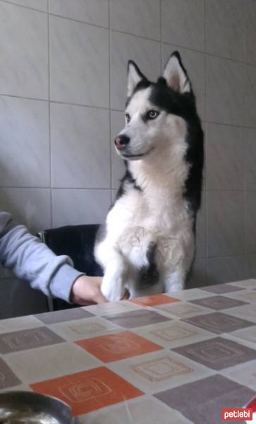 Sibirya Kurdu (Husky), Köpek  Rozi fotoğrafı