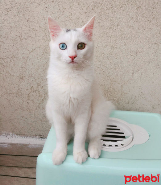 Van Kedisi, Kedi  Nonni fotoğrafı
