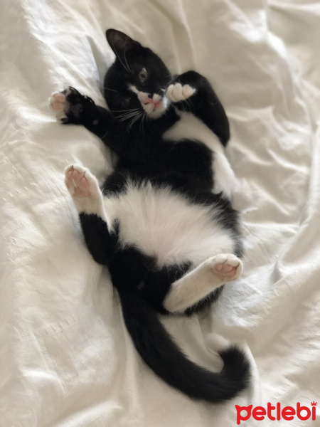 Tekir Kedi, Kedi  Afrodit fotoğrafı