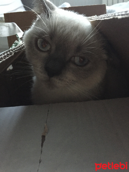 British Shorthair, Kedi  Duman fotoğrafı