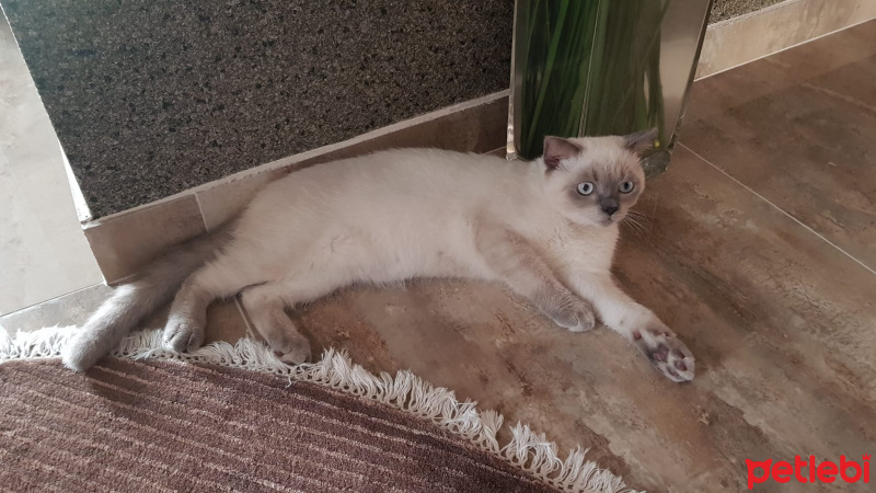 British Shorthair, Kedi  Duman fotoğrafı