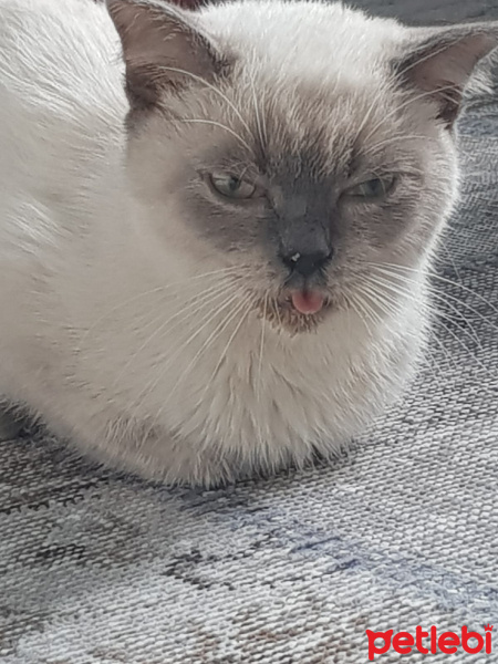 British Shorthair, Kedi  Duman fotoğrafı