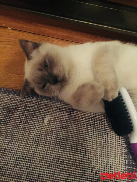 British Shorthair, Kedi  Duman fotoğrafı