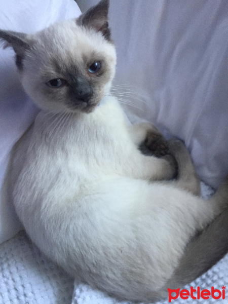 British Shorthair, Kedi  Duman fotoğrafı