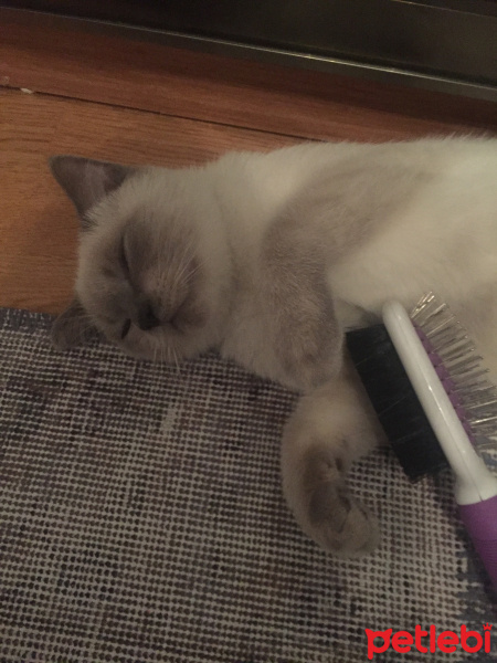 British Shorthair, Kedi  Duman fotoğrafı