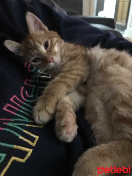Sarman, Kedi  Tarçın fotoğrafı
