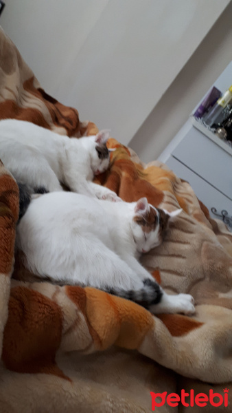 Tekir Kedi, Kedi  Ponçik ve yumak fotoğrafı